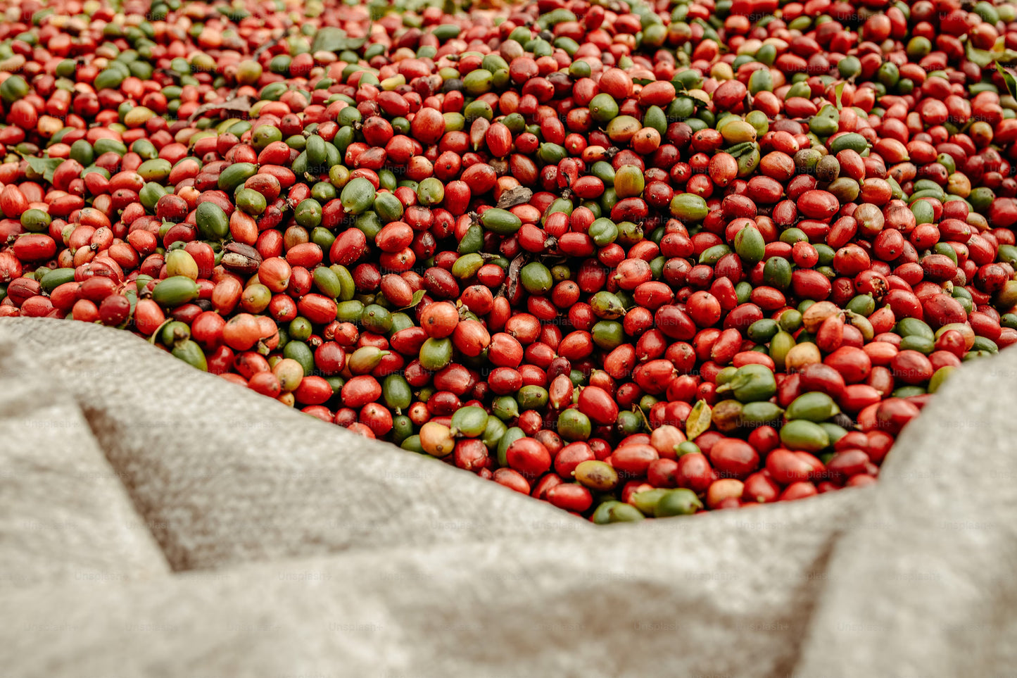 Yirgacheffe